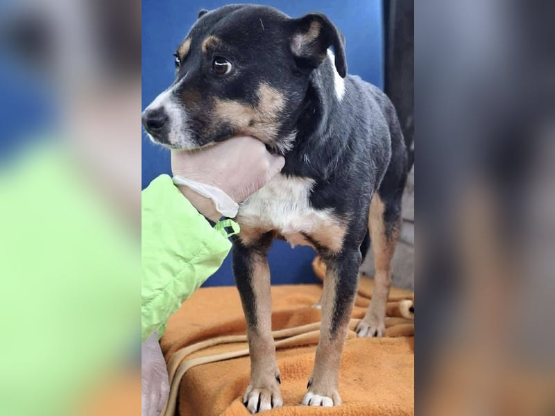  FRANJO – TREUHERZIGER SCHMUSER MIT FEINEM WESEN 