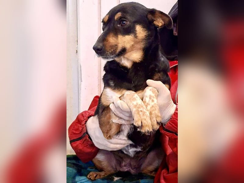 Liberty – fröhlich und verspielt