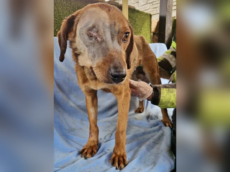 Tapfere Poppy sucht ihr Glück