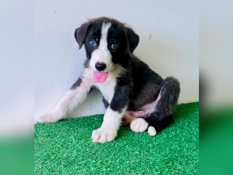 Kleiner Herzenshund Figo sucht seine Familie