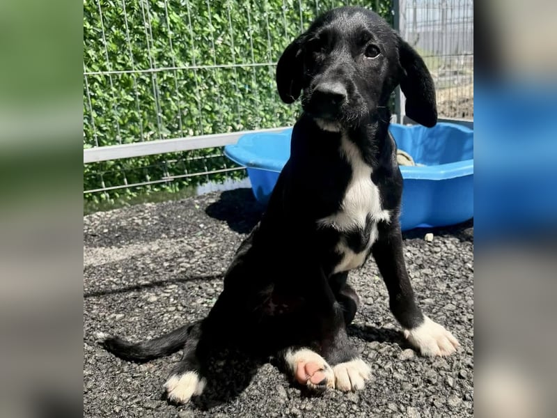 Cupcake – kleiner Glückspilz sucht seine Familie