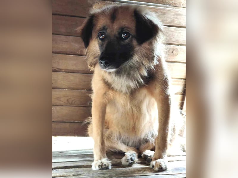 Freundliche Linda ist verspielt und verträglich