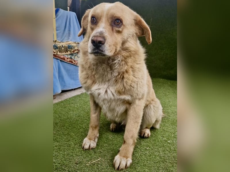 Trauriger Hugo sucht seine Familie