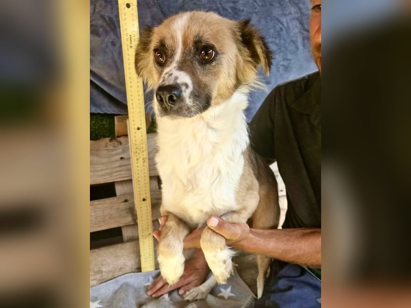 Romy, sanfte Schmusemaus sucht ihre Familie