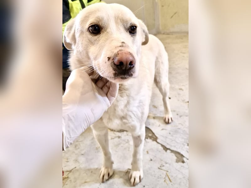 Dankbare, sanfte Blanche