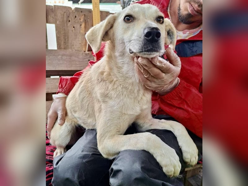 Nala – zierliche, sanfte Hündin sucht erfahrenes Zuhause