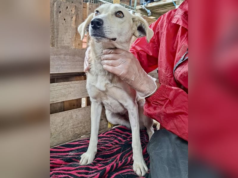 Nala – zierliche, sanfte Hündin sucht erfahrenes Zuhause