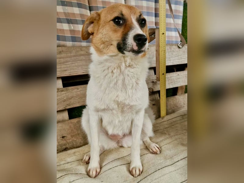 Sanfte Trixi sucht ihre Menschen