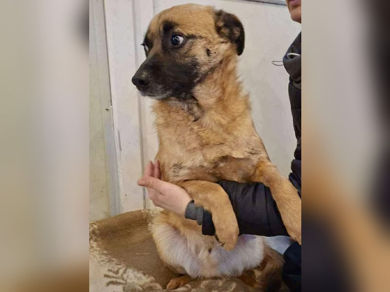Arko  sensibler Rüde sucht ruhigen Neuanfang