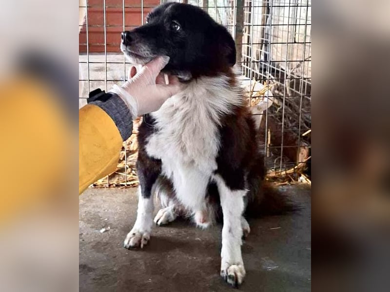 Trauriger, verwaister Pedro