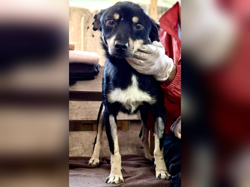 Zierlicher Junghund Frizzi – Rettung aus der Hölle