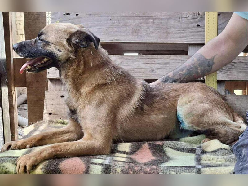 Arko  sensibler Rüde sucht ruhigen Neuanfang