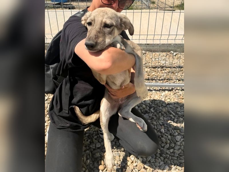 Juddy, kleine Herzensmaus sucht ihr Glück