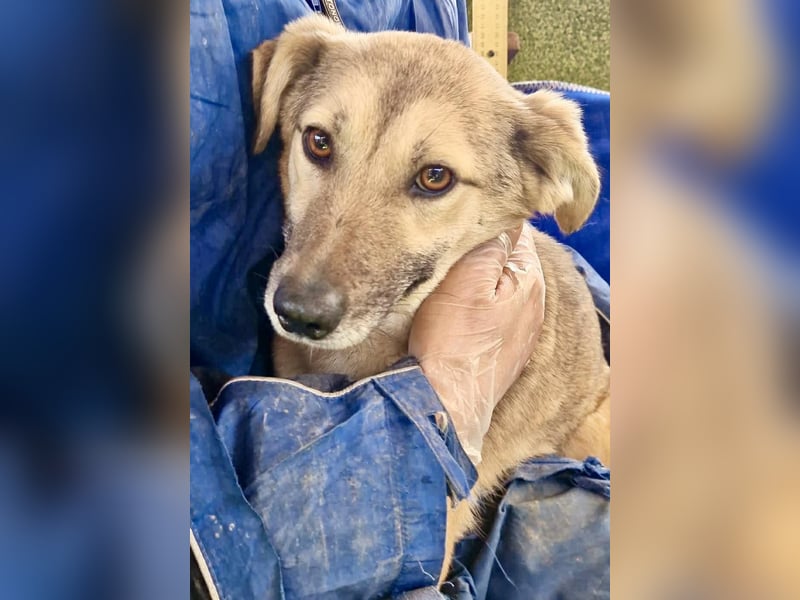 Zierliche Junghündin Dana