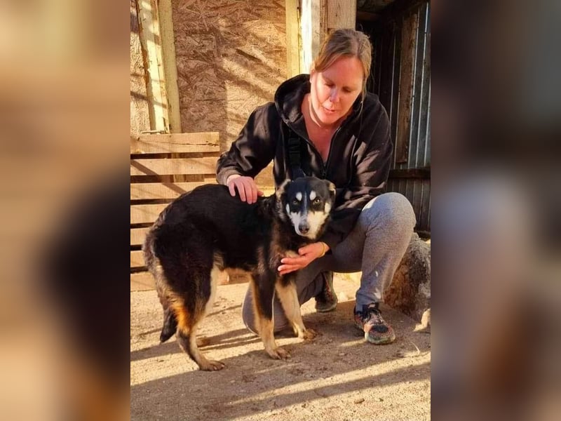 Sanfte, neugierige Hündin Dora