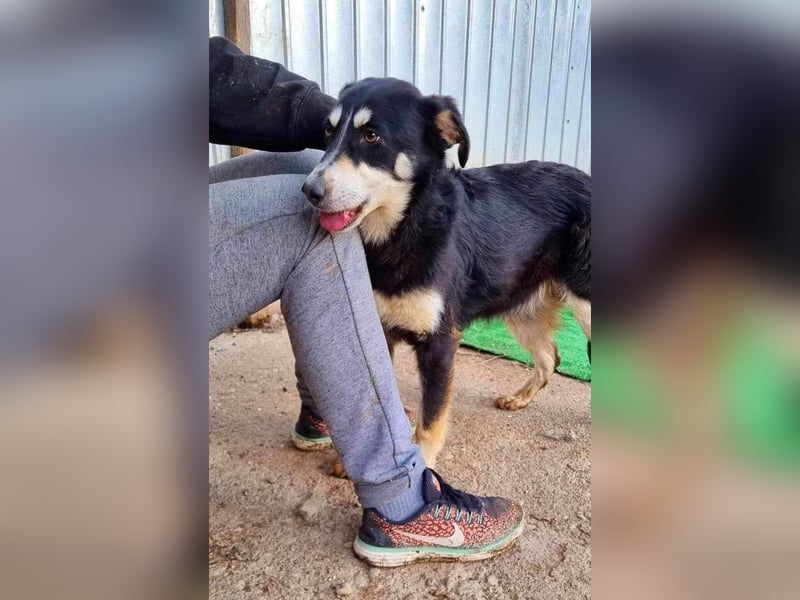 Sanfte, neugierige Hündin Dora