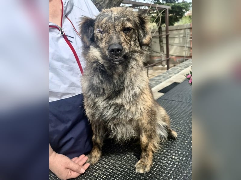Ronja – kleine Kämpferin sucht ihr Happy End