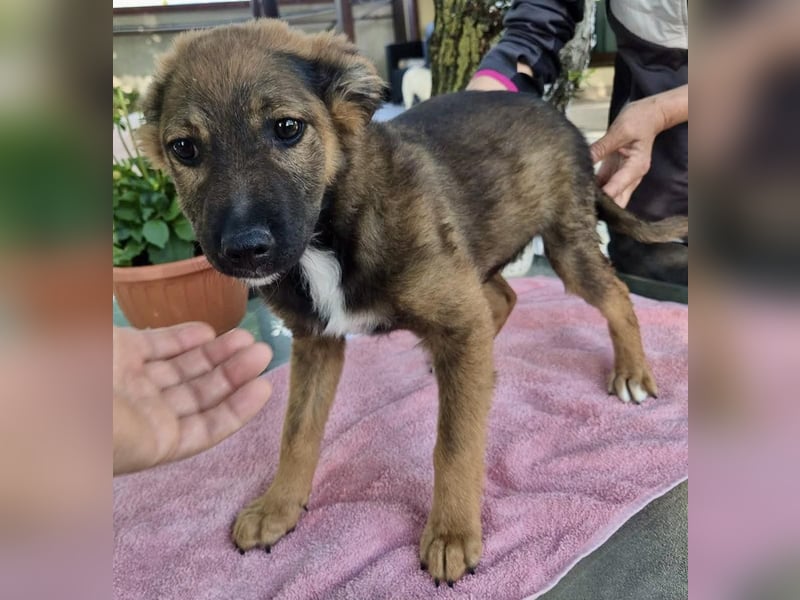 Mogli – kleines Wunder sucht seine Familie