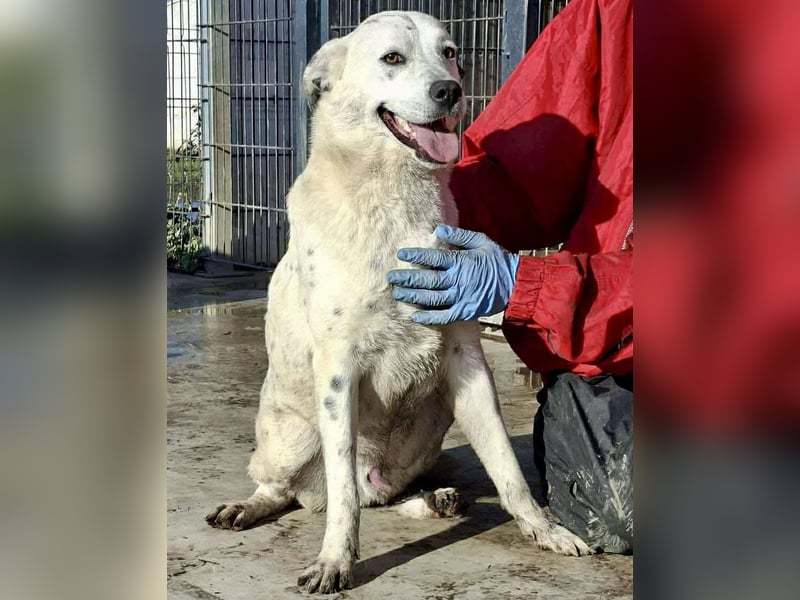 Tonio – fröhlicher Junghund mit großem Herzen