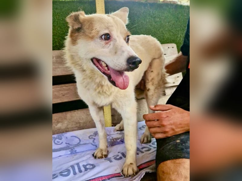 Tschigsy, sanfte Seniorin sucht ihre Familie