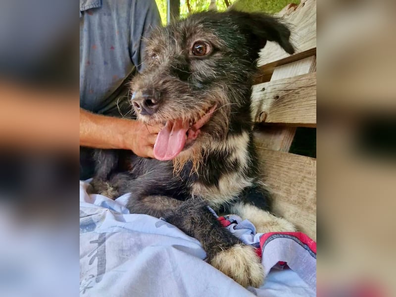 Luna sucht einen Ort zum Ankommen