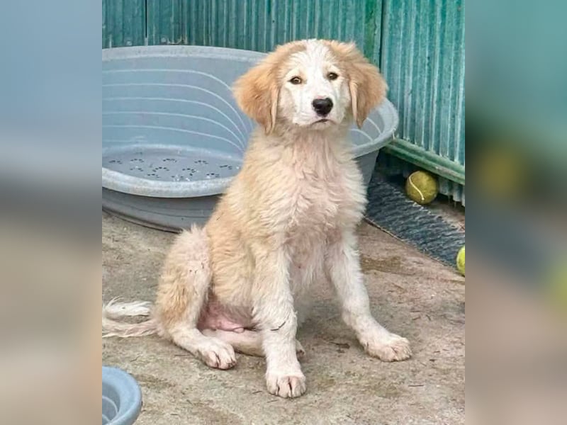 Tino, kleines Eisbärchen sucht sein Glück