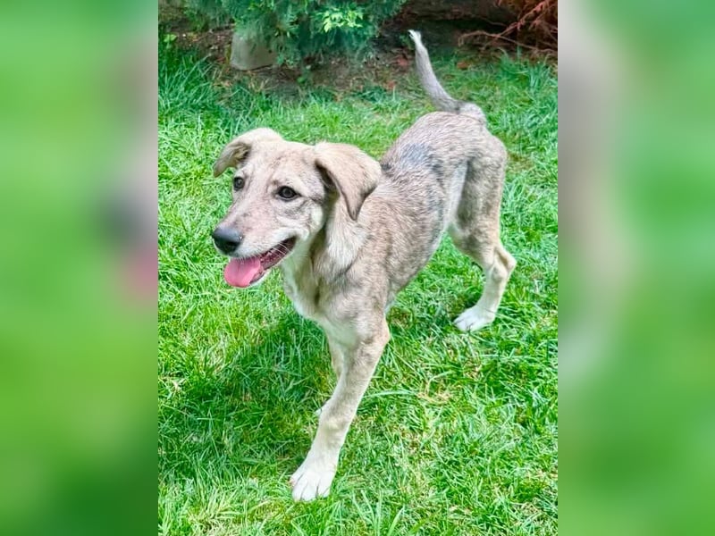 Juddy, kleine Herzensmaus sucht ihr Glück