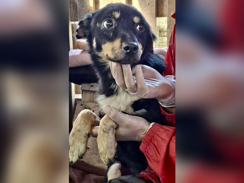 Zierlicher Junghund Frizzi – Rettung aus der Hölle