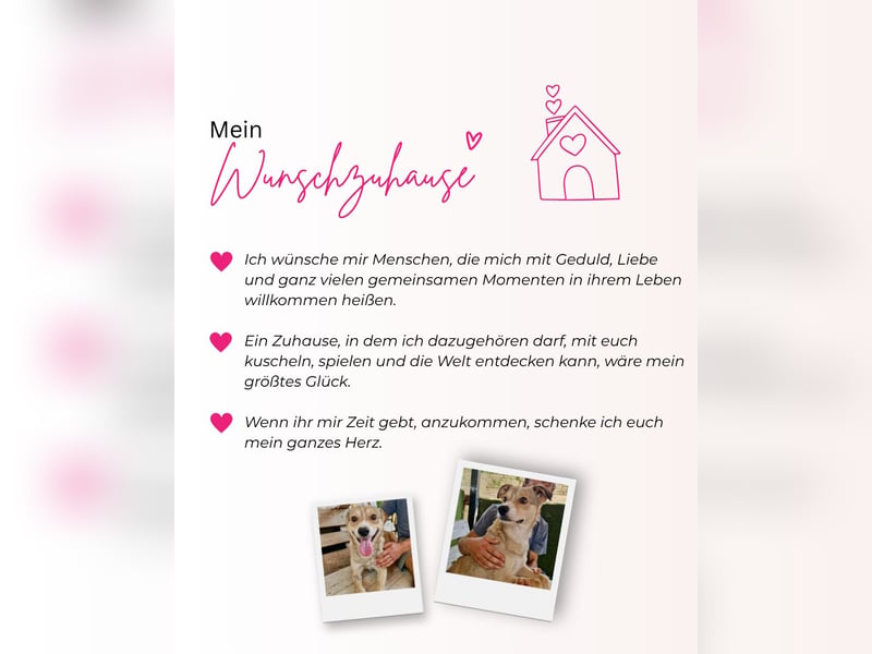Freundlicher Quentin sucht seine Herzensmenschen