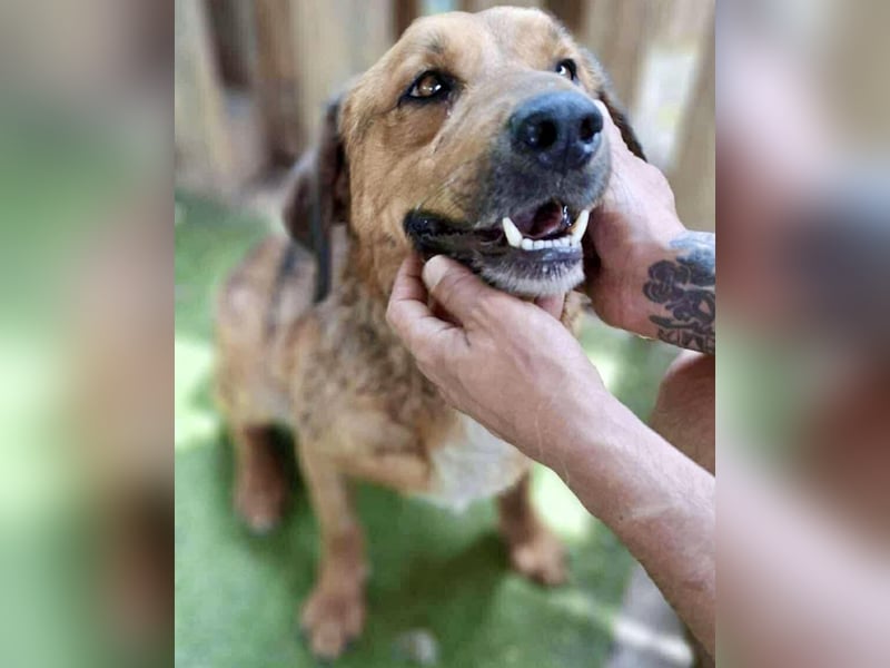 Freundlicher, ruhiger Kiran