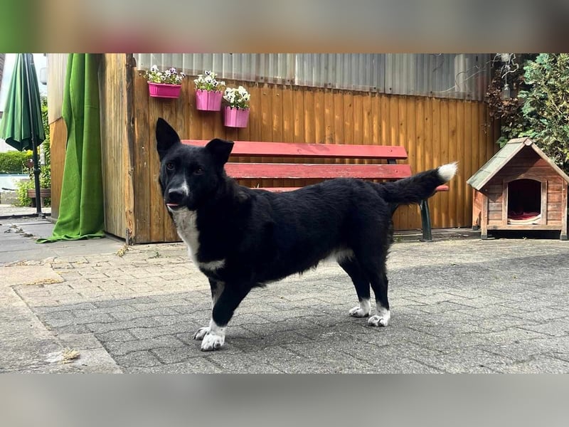 ENYA Wer verliebt sich in die clevere Hundedame?