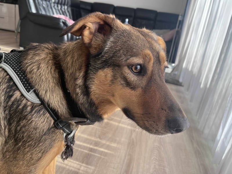 Sanfte Seele Jessy sucht ihr Für-immer-Zuhause