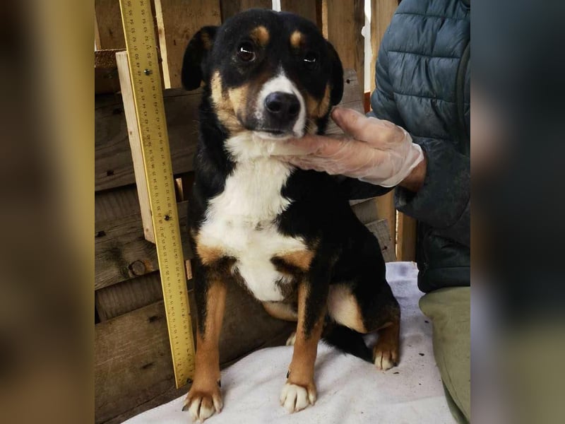 Franjo sucht warmes & liebevolles Zuhause