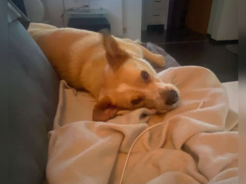 Hugo sucht ein liebevolles Zuhause mit Geduld und Geborgenheit