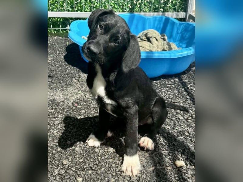 Cupcake – kleiner Glückspilz sucht seine Familie