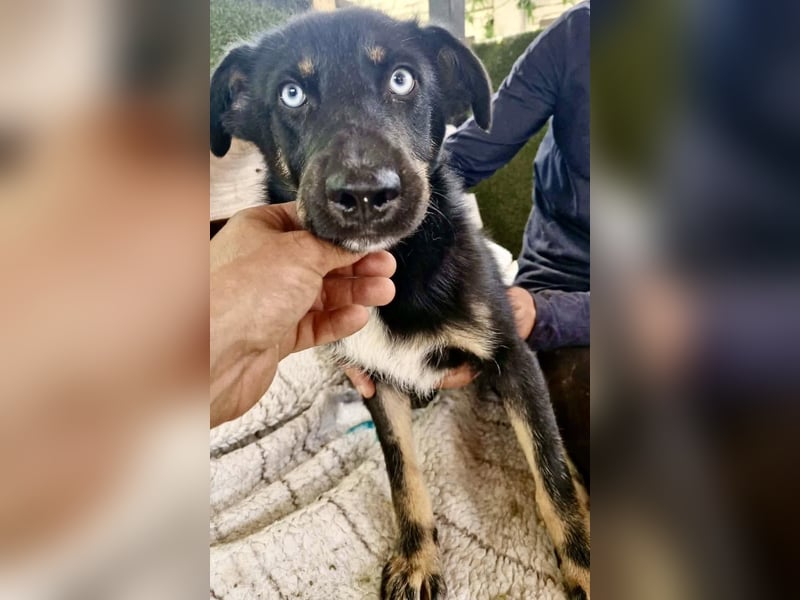 Bobby – junger Hundebub sucht liebevolle Menschen