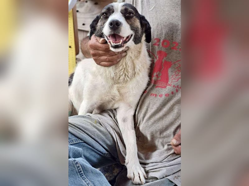 Gloria - offen und verschmust