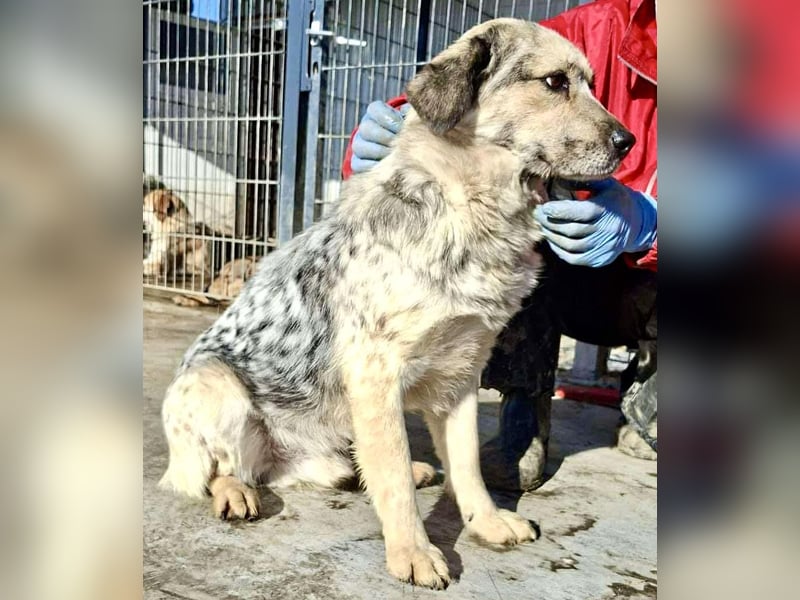 Schmusiger, verspielter Cisco