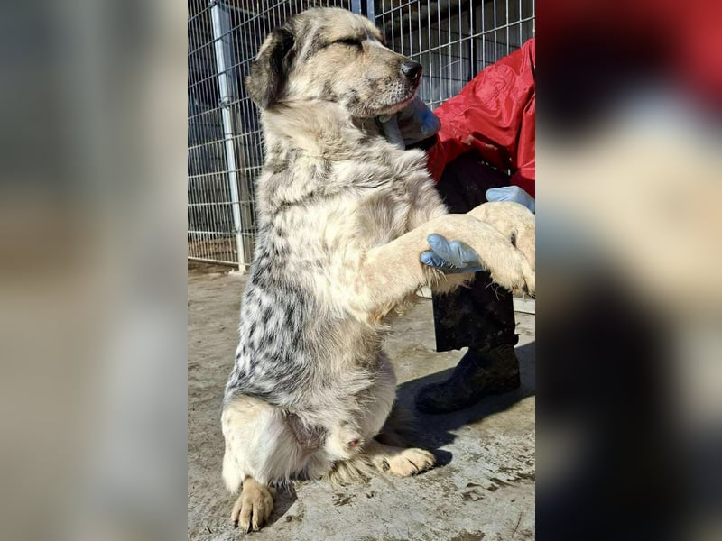 Schmusiger, verspielter Cisco