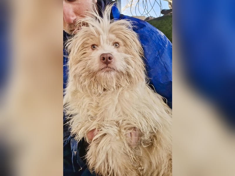 Todtrauriger Boomer auf der Suche nach Glück