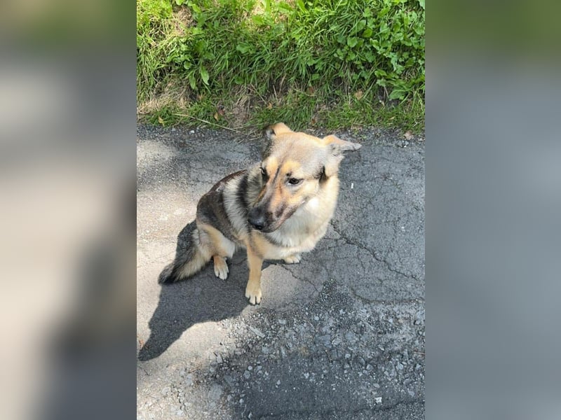 Unsichere Luna sucht erfahrenes Zuhause