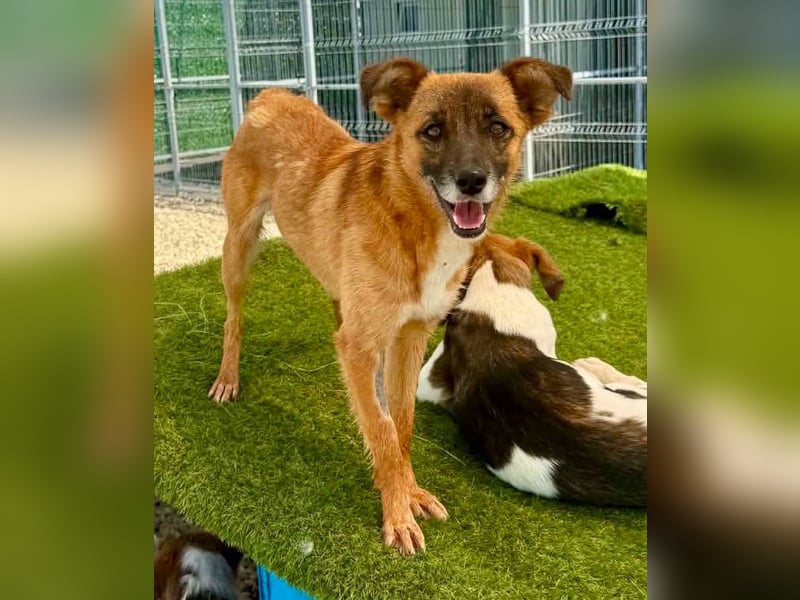 Sanfte Karla sucht ein liebevolles Zuhause