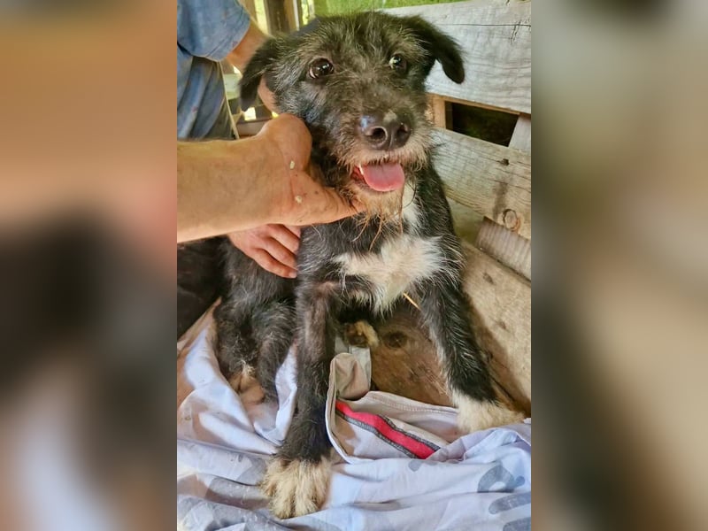 Luna sucht einen Ort zum Ankommen