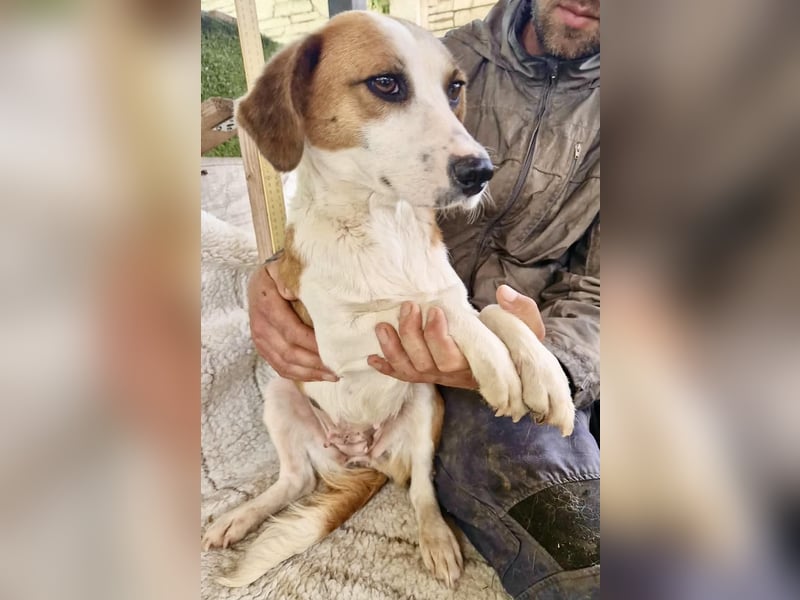 Anika – zarte Hundeseele sucht dringend einen sicheren Hafen
