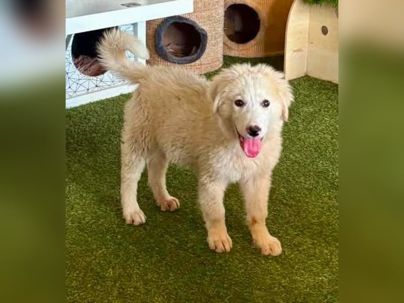 Tino, kleines Eisbärchen sucht sein Glück
