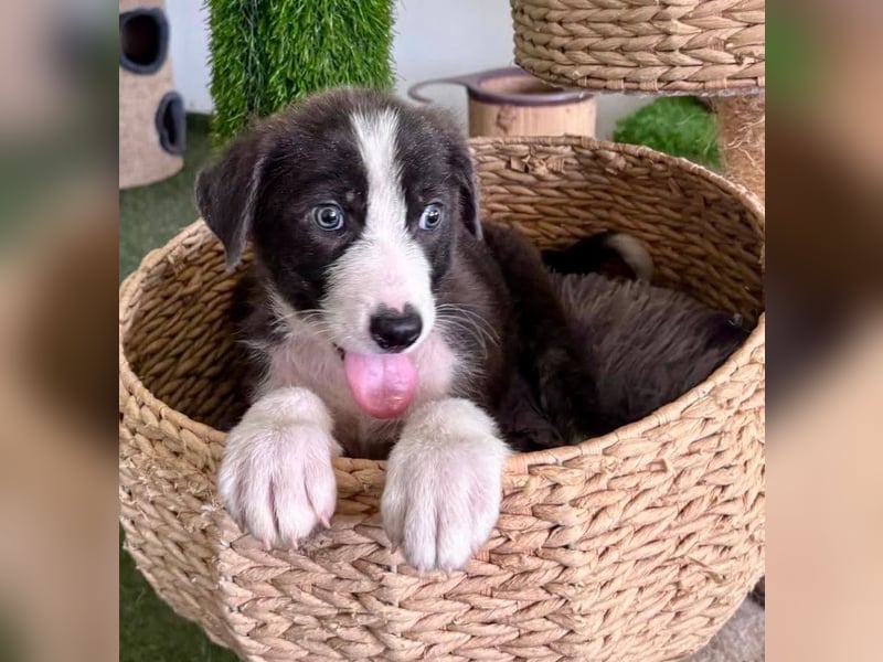 Kleiner Herzenshund Figo sucht seine Familie
