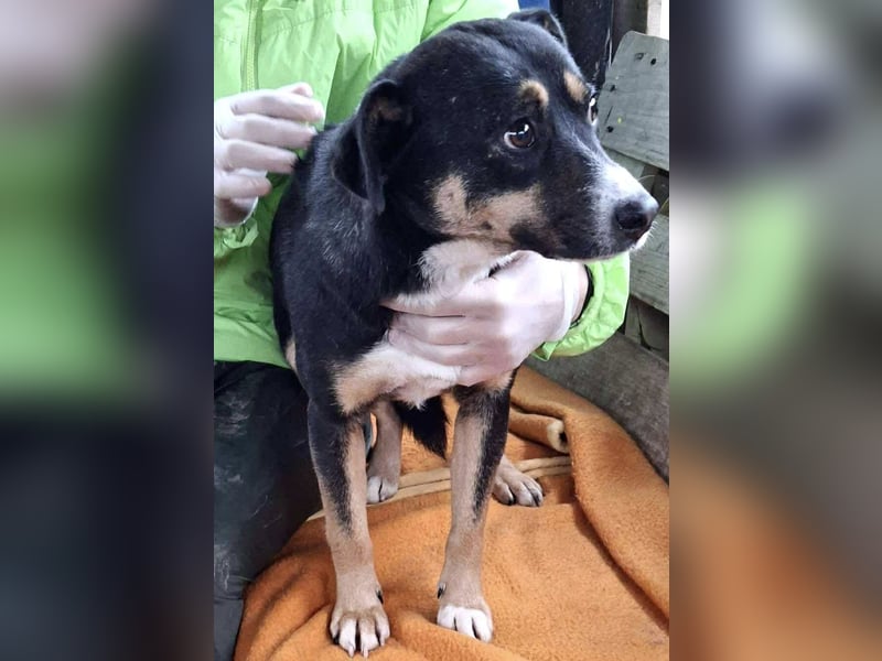  FRANJO – TREUHERZIGER SCHMUSER MIT FEINEM WESEN 