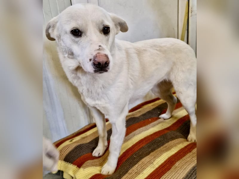 Dankbare, sanfte Blanche