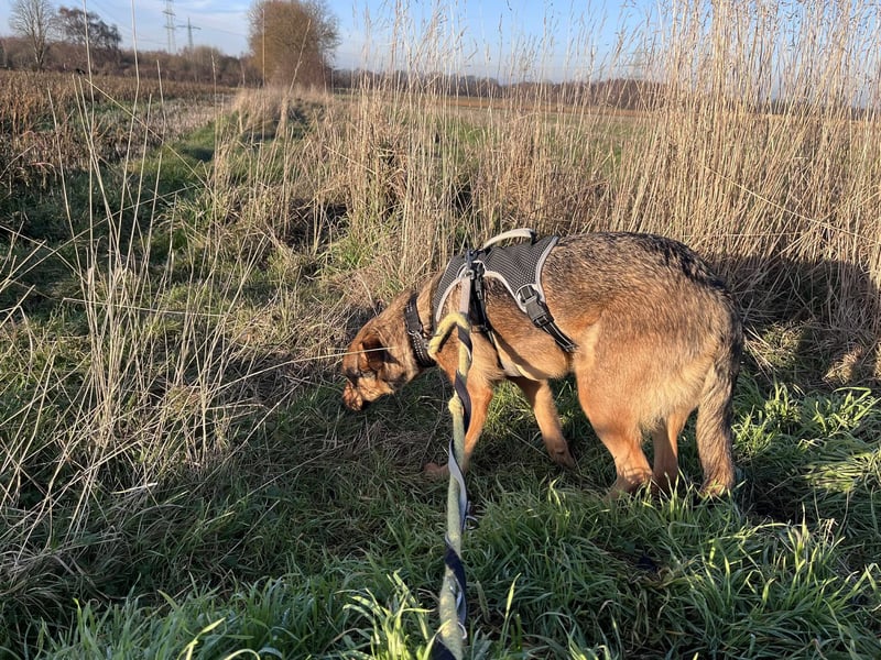 Sanfte Seele Jessy sucht ihr Für-immer-Zuhause