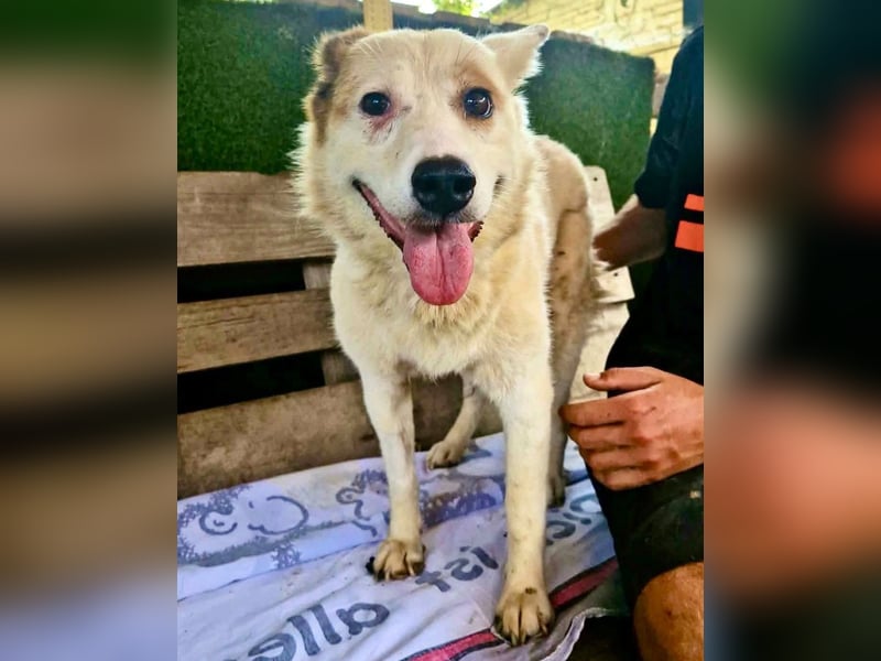 Tschigsy, sanfte Seniorin sucht ihre Familie